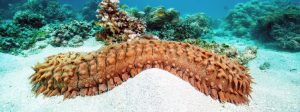 Saqueo de pepino de mar es delincuencia organizada: PAN*