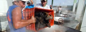 Cárcel a quien comercialice ilegalmente el pepino de mar es ley*
